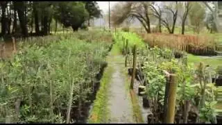 Into the Fynbos - Conserving Biodiversity in the Cape Floristic Region