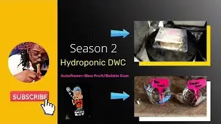 How I Grow Cannabis:Seed to Harvest Autoflower Bloomspect Nukeheads Genetics AC Infinity DWC
