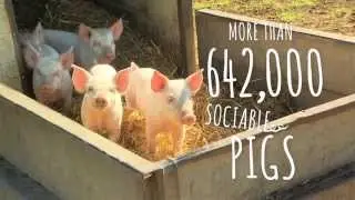 RSPCA Approved Farming &ndash; giving farm animals a better quality of life