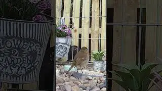 A noisy little robin redbreast bird in the garden sanctuary
