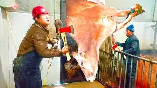 VIDEO Cow HOOF TRIMMING, Feeding, Milking, Cleaning, HOOF CARE, Pretty Girl - SMART FARM #withme
