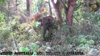 Elephant in deep jungle.