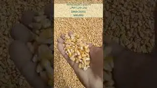 PAR: Patoki Ghalla Mandi Maize Rates