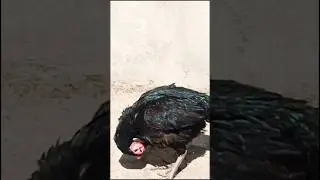 #hen #health