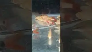 Red Tail Shark ❤️❤️