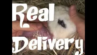 rabbit giving a birth, what to do , tips and practical information (part 2)
