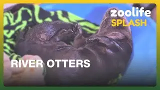 Zoolife Splash 🦦 | What Have the River Otters Been Up To Recently?