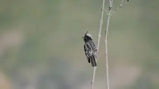 Black Crested Tit Tyrant