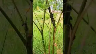 Worm Live on the  tree #nature #snail