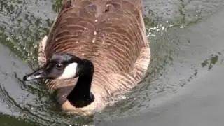 diving canadian goose