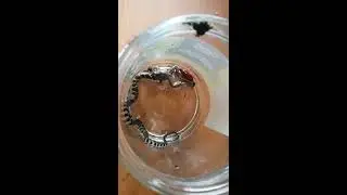baby wild black ratsnake eating small frog