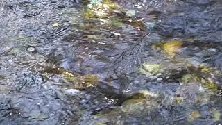 Biodiversity / Small Creek / Ambient Music