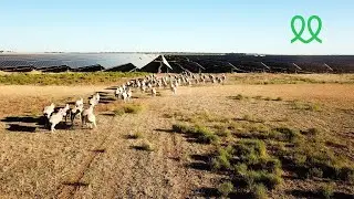 Sheep on Gannawarra Energy Station