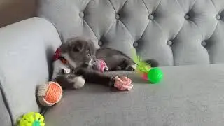 Sweet memory - M&eacute;o 3 months old