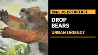 Drop bears: Urban legend, or is there truth behind the tales? | ABC News