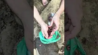 fish trap with plastic bottle