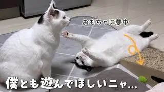 大掃除したら保護当時お気に入りだったおもちゃが出てきて妹猫が夢中になりました　95話