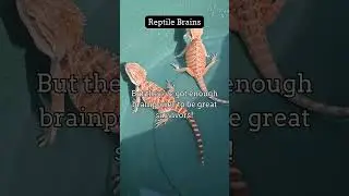 Fascinating Reptile Facts You Didn't Know 13. #reptileworld #beardeddragon #reptiles #lizard #facts