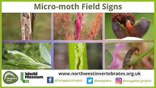 UK Micro-moth Field Signs