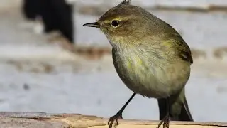 Common Chiff-chaff (Phylloscopus collybita) &Delta;&epsilon;&nu;&tau;&rho;&omicron;&phi;&upsilon;&lambda;&lambda;&omicron;&sigma;&kappa;ό&pi;&omicron;&sigmaf; - Cyprus