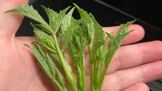 Sterilization / Aseptic Techniques to Prepare Dahlia Tissues For Culture