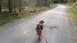Ylva bikejoring may 2020