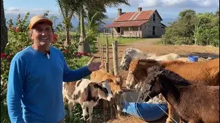 A CRIAÇÃO DE MINI ANIMIAS QUE SEU FELICIANO CUIDA