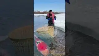 Catching VIP level 100%#shorts #fish #sortfeed