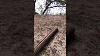 Watch a millipede walk. #short #nature #wildlife #millipede