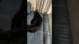 He was in a bad dream 😂(credit@ghoulsrc)#cat #cats #catsoftiktok #foryou #fypシ #petsoftiktok