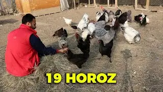 19 HOROZ