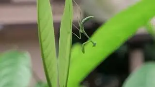 Golden Giant Asian Mantis (nymph)