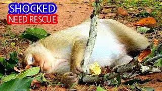 BREAKING NEWS//MONKEY BRIGET WAS FALLING FROM THE HIGH TREE, IN VERY BADLY CONDITION AND NEED RESCUE