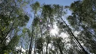 Wind of Love