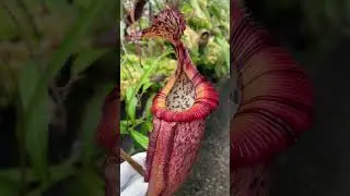 [Auction Item Short] BE-4507 | N. burbidgeae x edwardsiana - single clone from cuttings #nepenthes