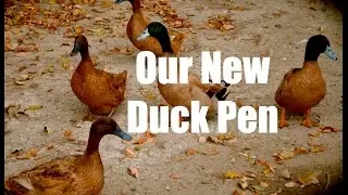 Moving Day! Our New Duck Pen ~