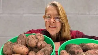 How we harvest and easily store potatoes ALL winter without fail