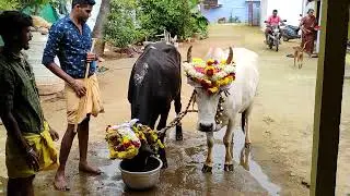 மாட்டு பொங்கல். தை. இரண்டாம் நாள்.