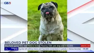 Stolen dog OZZIE. Have you seen him? #DogTheft #Pug #PetAbduction #PetTheftReform
