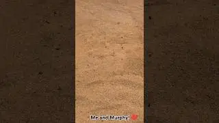 Murphy's SO Sweet And Helpful! ❤️ #ottb #equestrianjourney #horse #thoroughbred