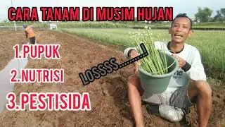 CARA TANAM BAWANG MERAH MUSIM HUJAN