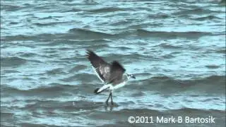 Laughing Gull's Drop -- Catch Behavior