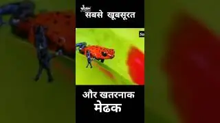 its a poison frog be safe #short #viral #animals