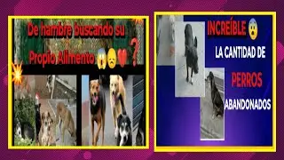 Amar a perritos callejeros 😱Cantos se conmueven por maltrato animal