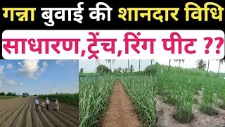 गन्ना बुवाई की शानदार विधि/ट्रेंच विधि/रिंग पीट विधि/साधारण विधि/गन्ना बुवाई की नई तकनीक/गन्ना बुवाई