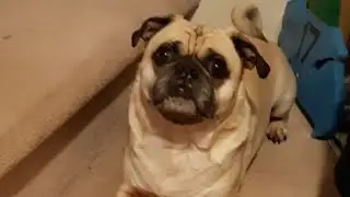 Cute Pug Gets Excited For a Walk and Makes Cute Noises