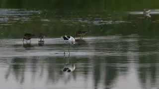 American Avocet