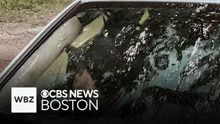 Bears shred inside of car in Connecticut after getting stuck