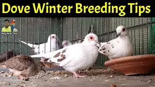 Diamond pied dove winter breeding tips | Pied dove breeding issues | Dove chicks care 😍