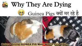 Why Are The Guinea Pigs Dying || Guinea Pig क्यू मर रहे है। Must watch
